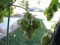 Common Hop